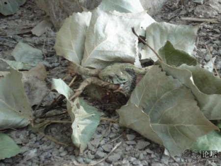 Змея ест лягушку (20 фото)