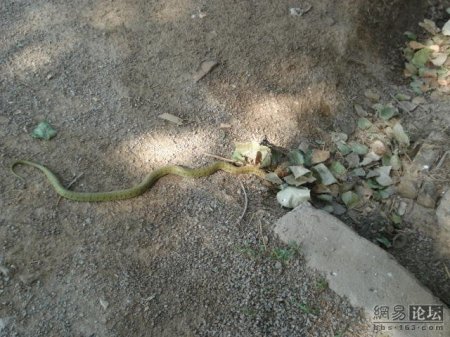 Змея ест лягушку (20 фото)