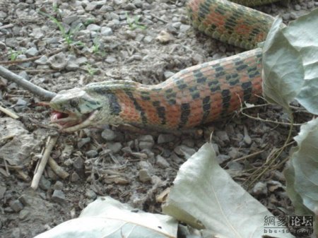 Змея ест лягушку (20 фото)