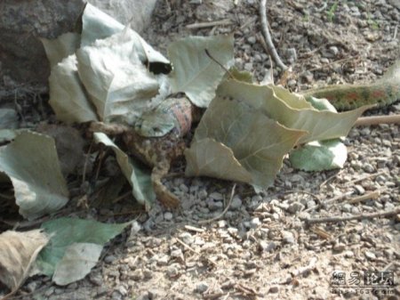 Змея ест лягушку (20 фото)