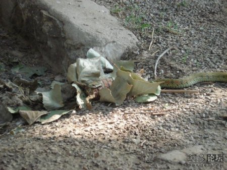 Змея ест лягушку (20 фото)