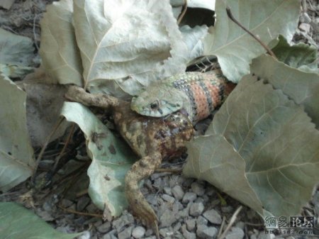 Змея ест лягушку (20 фото)