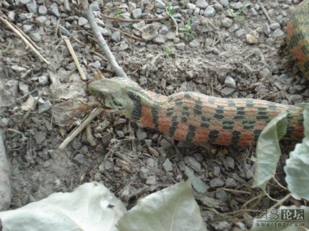 Змея ест лягушку (20 фото)