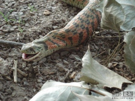 Змея ест лягушку (20 фото)