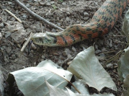 Змея ест лягушку (20 фото)