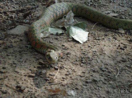 Змея ест лягушку (20 фото)