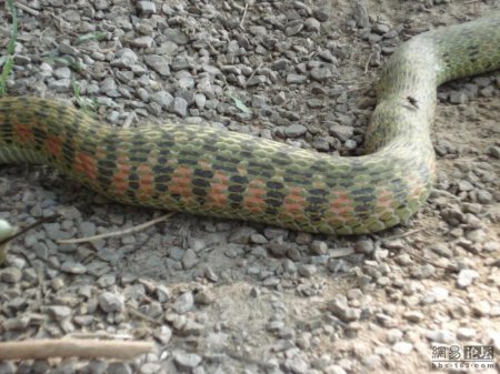 Змея ест лягушку (20 фото)