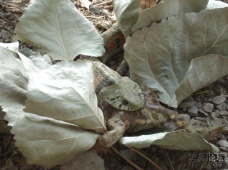 Змея ест лягушку (20 фото)