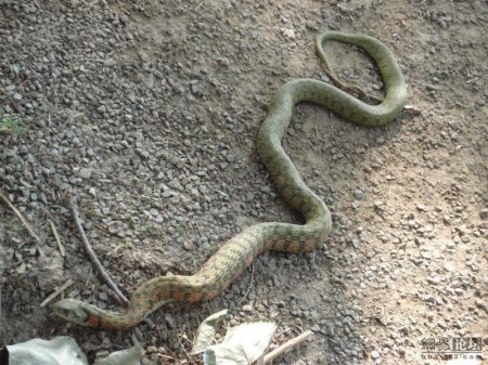 Змея ест лягушку (20 фото)