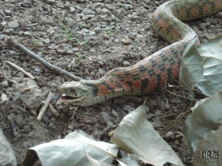 Змея ест лягушку (20 фото)