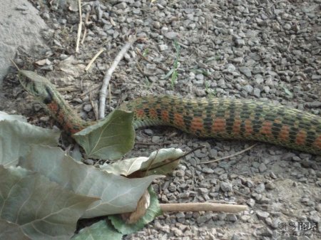 Змея ест лягушку (20 фото)