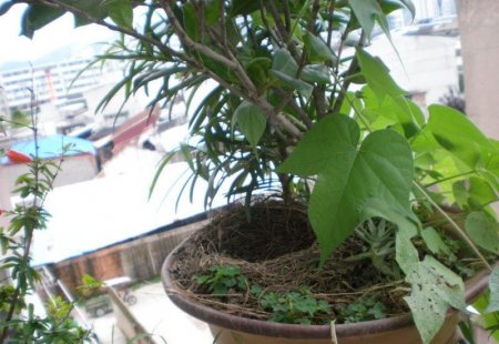 Птицы в цветочке (12 фото)