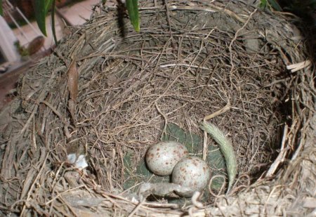 Птицы в цветочке (12 фото)