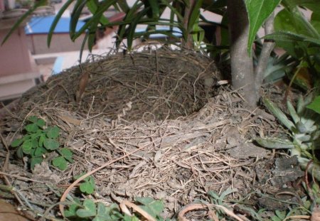 Птицы в цветочке (12 фото)