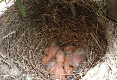 Птицы в цветочке (12 фото)