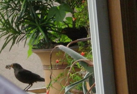 Птицы в цветочке (12 фото)