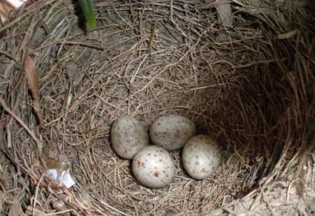 Птицы в цветочке (12 фото)