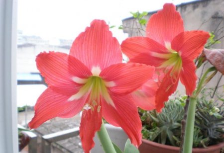 Птицы в цветочке (12 фото)