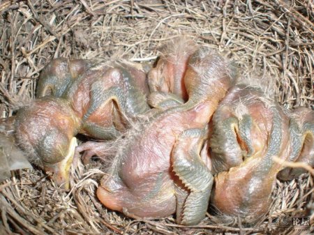 Птицы в цветочке (12 фото)