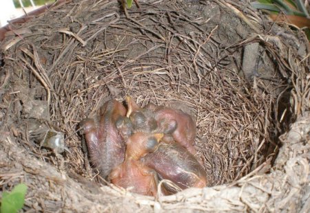 Птицы в цветочке (12 фото)