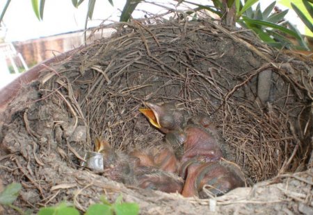 Птицы в цветочке (12 фото)