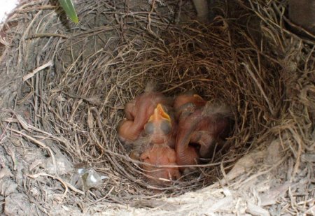 Птицы в цветочке (12 фото)