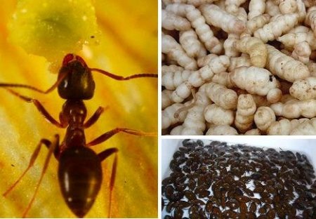 Еда бывает и такой (11 фото)