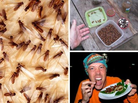 Еда бывает и такой (11 фото)