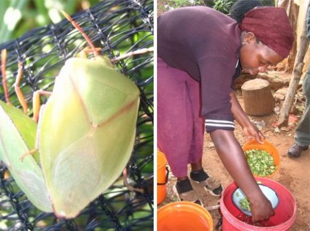 Еда бывает и такой (11 фото)