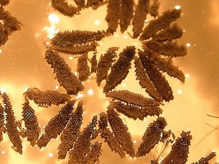 Еда бывает и такой (11 фото)