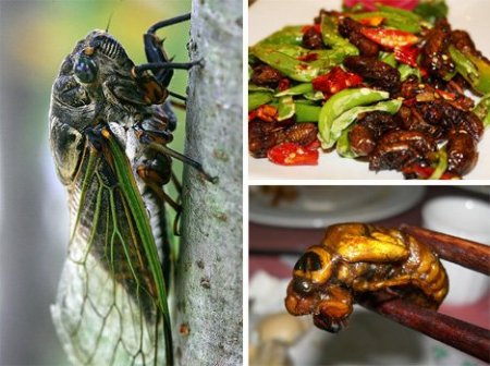 Еда бывает и такой (11 фото)