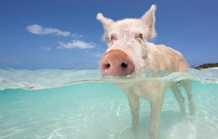 Поросята на пляжах Багамы