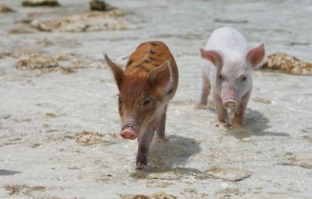 Поросята на пляжах Багамы