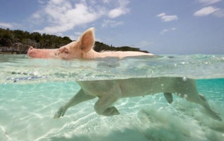 Поросята на пляжах Багамы