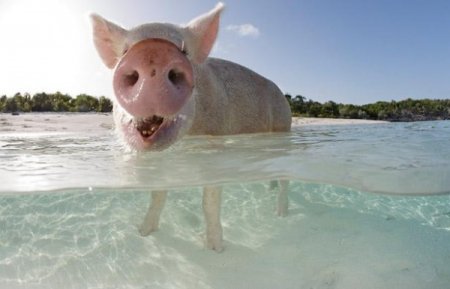 Поросята на пляжах Багамы