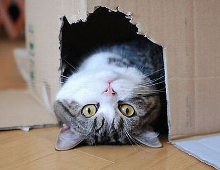 Прикольные картинки