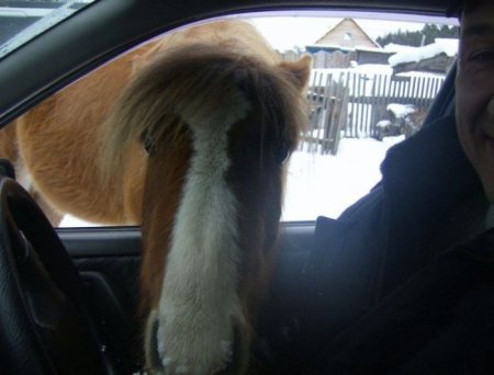 Прикольные картинки