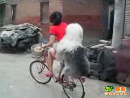 Странный попутчик (6 фото)