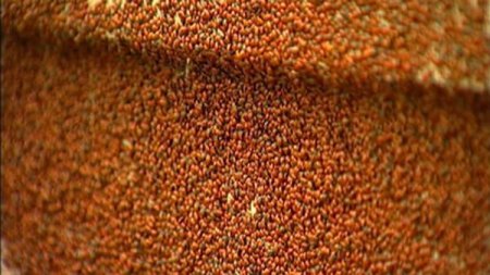 Нашествие божьих коровок