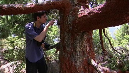 Нашествие божьих коровок