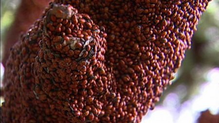 Нашествие божьих коровок