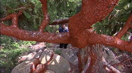 Нашествие божьих коровок