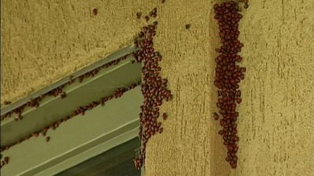 Нашествие божьих коровок