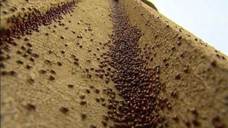 Нашествие божьих коровок