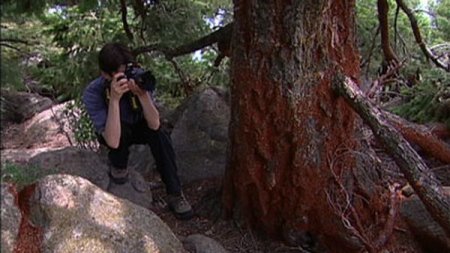 Нашествие божьих коровок