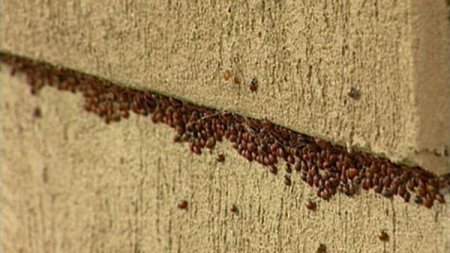 Нашествие божьих коровок