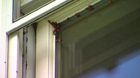 Нашествие божьих коровок