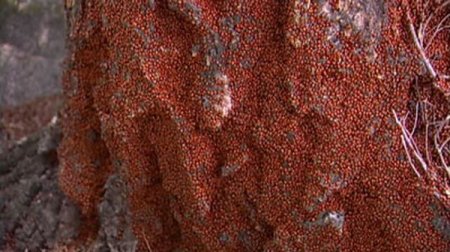 Нашествие божьих коровок