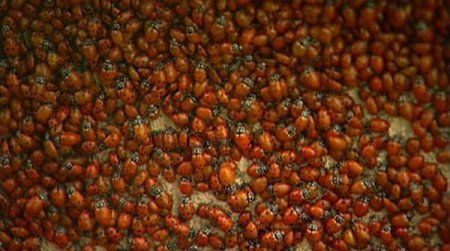 Нашествие божьих коровок