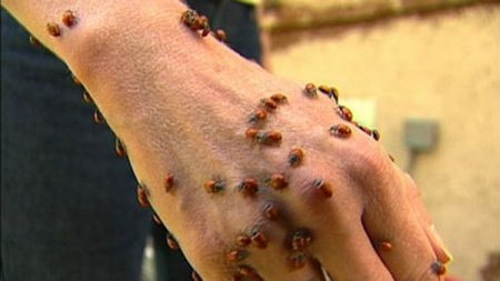 Нашествие божьих коровок